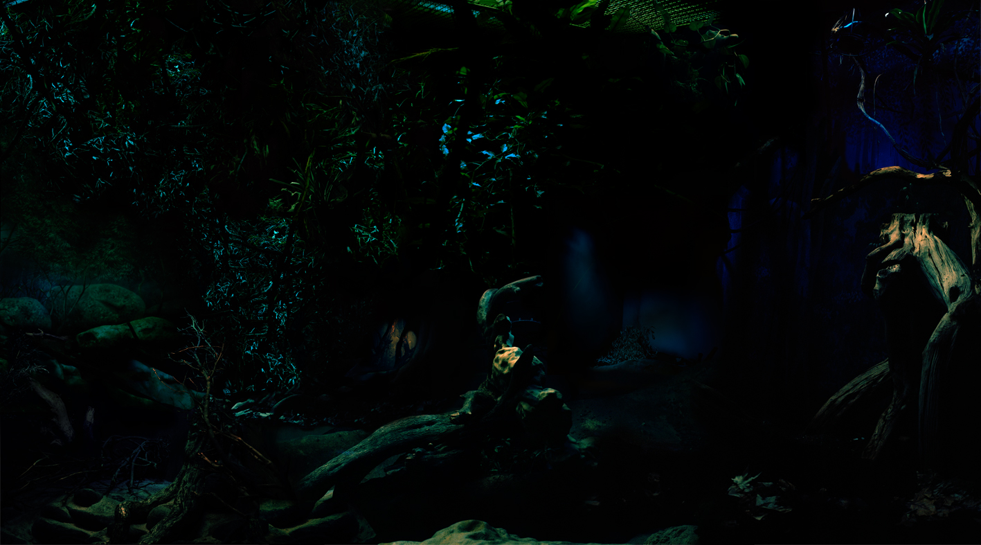 http://www.oliverdignal.de/files/gimgs/7_jungle5.jpg